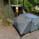 아잘리아그린 이미지