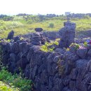 김녕돌담 이미지