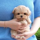 도그플러스 동물병원 이미지