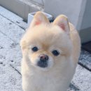 퍼피즌동물병원 이미지