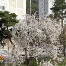 천변카센타 이미지