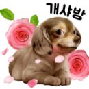 슈가팸팸 이미지