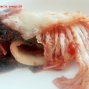 대동농원(염소) 이미지