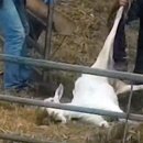 사안농장 이미지