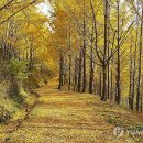 은행나무가든 이미지