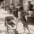 ​귀여움 한도 초과! <b>강아지</b>들의 오래된 빈티지 사진들