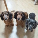 굿모닝퍼피 이미지