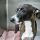 밤비동물병원 이미지