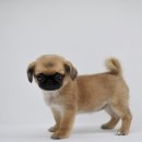 애니멀즈동물병원 이미지