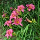 데이릴리(Daylily) 이미지