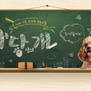서당개 이미지