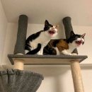 고양이집사 이미지