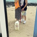 스누피 애견 | 제주 애견동반 여행 후기｜스누피가든·호텔샌드·13월봄