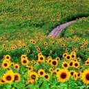 6월 축제 일정 총정리 (전국 지자체별 추천 라인업)