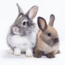 브라운아이의원 이미지