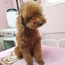 DOG LOVE WITH 란 이미지