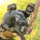 도그바이러스 이미지