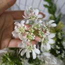 고속터미널 꽃시장 생화 촬영부케 (쥬리원예)