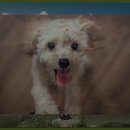 대황강자연휴식체혐장야영장 이미지