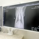 동물의료센터24인치 이미지