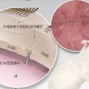 신호인쇄