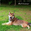 볼트