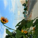 산호대교주유소 이미지