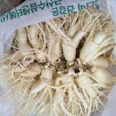 금산고려인삼도매 | 충남 금산 인삼의 고장 금산인삼 수삼 가격 정보
