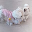 부산애견호텔 애견유치원 맘바이 부산북구점 | 믿고 맡길 수 있는 든든한 부산 금곡동 애견유치원 맘바이 부산북구점 소개할게요