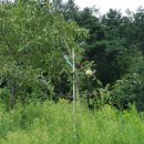 금강송계곡민박 이미지