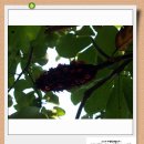 옹달샘꽃누름마을 이미지