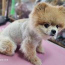 윤퍼피살롱 네이버블로그