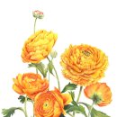 꽃그림 보타니컬아트 이미지