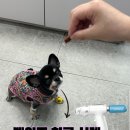 손대하 동물병원 이미지