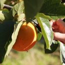 금정 농장 이미지