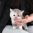 동촌캣 이미지