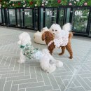 체크인독 애견유치원 이미지