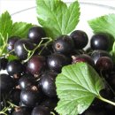 블랙커런트 효능 이미지