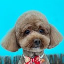 멍블리즈 이미지