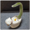 (유)마루 | [수원꽃집] 호매실꽃집 마루꽃 | 유/무인 꽃집 | 봉당꽃집 | 화분