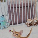 나는 고양이에 빠지다 이미지