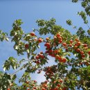 가로수민박 이미지