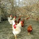 다솔농장 이미지