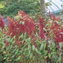 호산농원 이미지