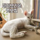 옐로우펫 | 스코티쉬폴드 3세 집사의 마이브라운펫보험 가입 후기 펫보험 고민 끝에 선택한 이유