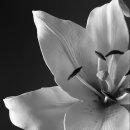 릴리스란 정확히 무엇이며, 어떻게 하는 것인가? (모두가 알고 있지만, 정확히 알지 못하는 릴리스의 진실) | 자각