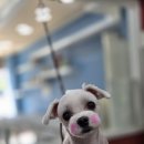 꼬리치랑개 이미지