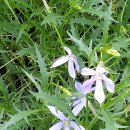 로렌시아 이미지