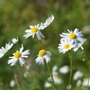 캐모마일 카페인 부작용 칼로리 카모마일 효능 이미지