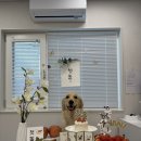 바니 | 홍천애견동반펜션 무스테이 골든리트리버 바니 내돈내산후기